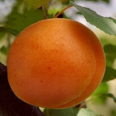 Абрикос ОЛИМП в Челябинске