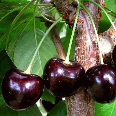 Черешня ДОНЕЦКИЙ УГОЛЁК в Челябинске