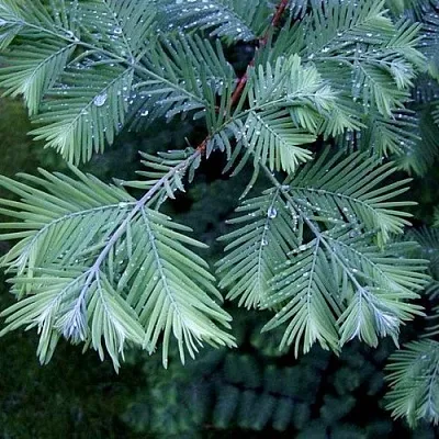 Метасеквойя  Метасеквойя в Челябинске