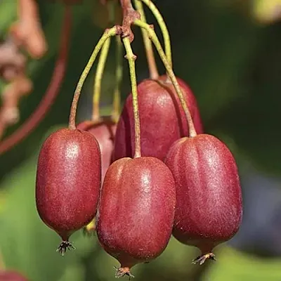 Актинидия СКАРЛЕТ СЕПТЕМБЕР аргута  Актинидия СКАРЛЕТ СЕПТЕМБЕР аргута в Челябинске