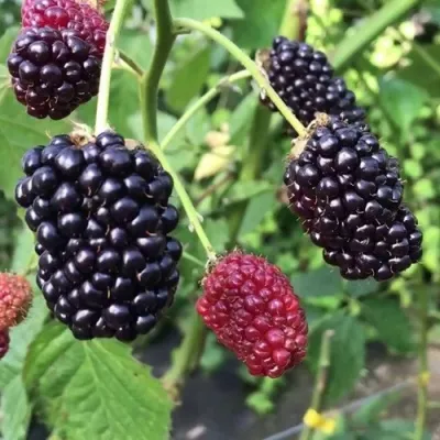 Ежевика ПРАЙМ АРК ФРИДОМ ремонтантная — описание сорта Ежевика ПРАЙМ АРК ФРИДОМ ремонтантная в Челябинске