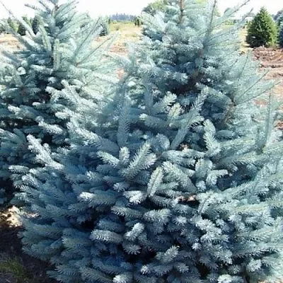 Ель ГЛАУКА колючая  Ель ГЛАУКА колючая в Челябинске