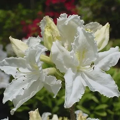 Азалия ОКСИДОЛ листопадная  Азалия ОКСИДОЛ листопадная в Челябинске