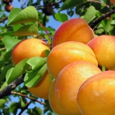 Абрикос ЭДЕЛЬВЕЙС в Челябинске