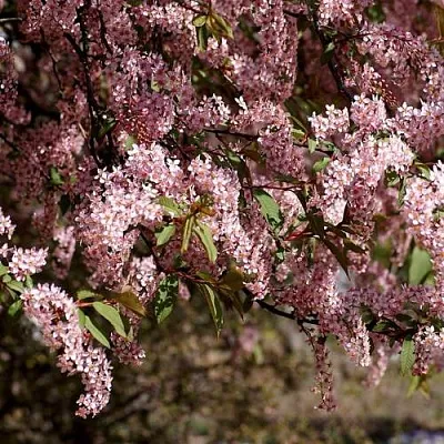 Черемуха в Челябинске
