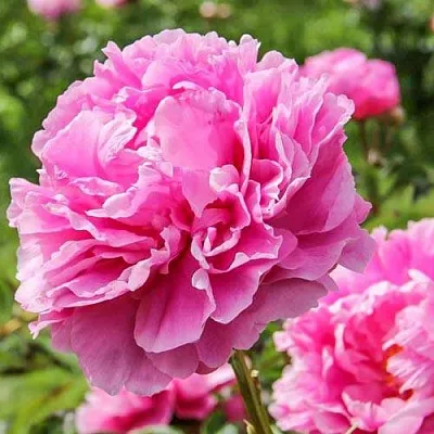 Пион АЛЕКСАНДР ФЛЕМИНГ травянистый  Пион АЛЕКСАНДР ФЛЕМИНГ травянистый в Челябинске