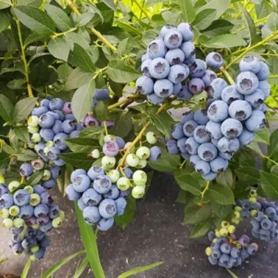 Голубика ОСОРНО — описание сорта Голубика ОСОРНО в Челябинске