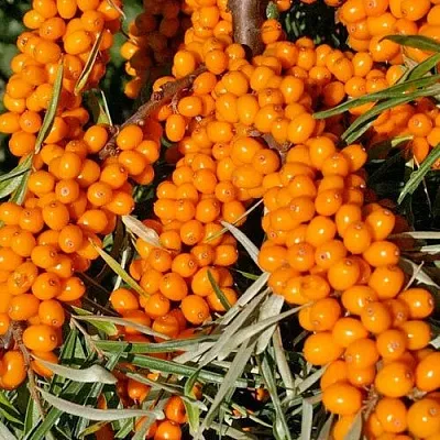 Облепиха ЕЛИЗАВЕТА  Облепиха ЕЛИЗАВЕТА в Челябинске