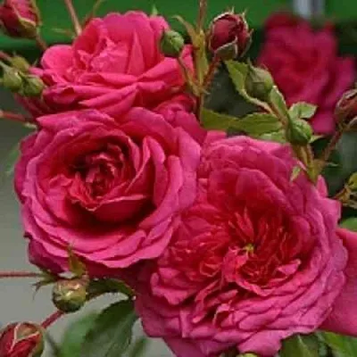 Саженцы роз ЛАГУНА плетистая  Саженцы роз ЛАГУНА плетистая в Челябинске