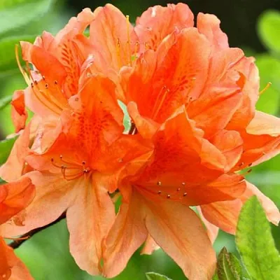 Азалия ГЕЙША ОРАНЖ японская  Азалия ГЕЙША ОРАНЖ японская в Челябинске