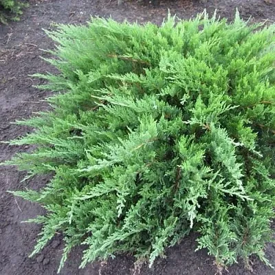 Можжевельник ТАМАРИСЦИФОЛИЯ казацкий  Можжевельник ТАМАРИСЦИФОЛИЯ казацкий в Челябинске