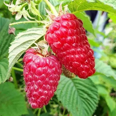 Малина ПШЕХИБА в Челябинске