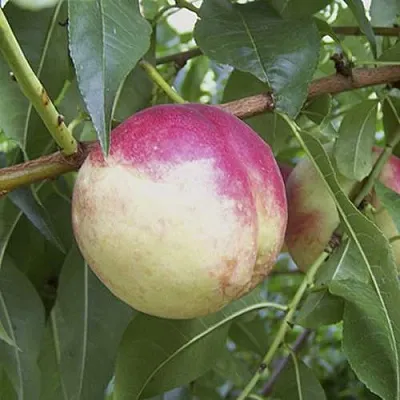 ПИЧЕРИН  ПИЧЕРИН в Челябинске