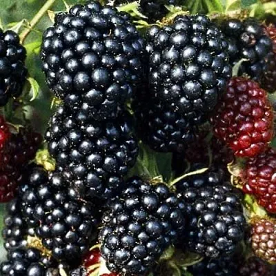 Ежевика ЭВЕРГРИН бесшипная  Ежевика ЭВЕРГРИН бесшипная в Челябинске