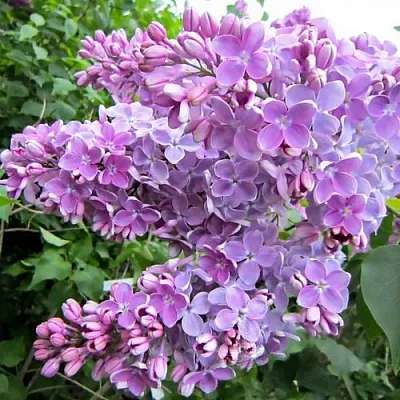 Сирень ОЛЯ в Челябинске