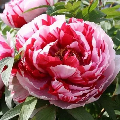 Пион РЕД ВИЗ ПИНК древовидный  Пион РЕД ВИЗ ПИНК древовидный в Челябинске