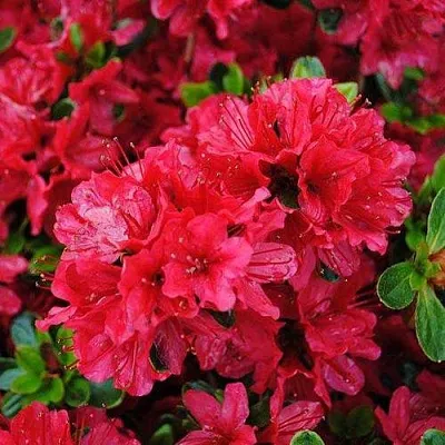 Азалия ХИНО КРИМСОН японская  Азалия ХИНО КРИМСОН японская в Челябинске