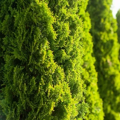 Туя  Туя в Челябинске