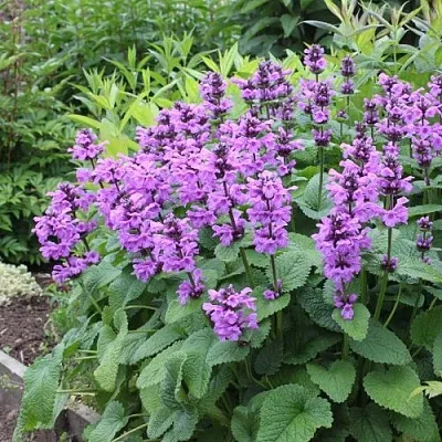 Буквица крупноцветковая  Буквица крупноцветковая в Челябинске