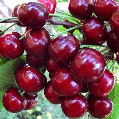 Вишня ЖУКОВСКАЯ  Вишня ЖУКОВСКАЯ в Челябинске