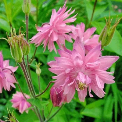 Аквилегия БАРЛОУ ПИНК гибрид МакКаны в Челябинске