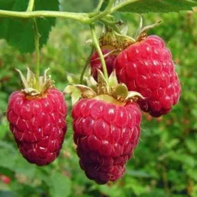 Малина ГОРДОСТЬ РОССИИ — описание сорта Малина ГОРДОСТЬ РОССИИ в Челябинске