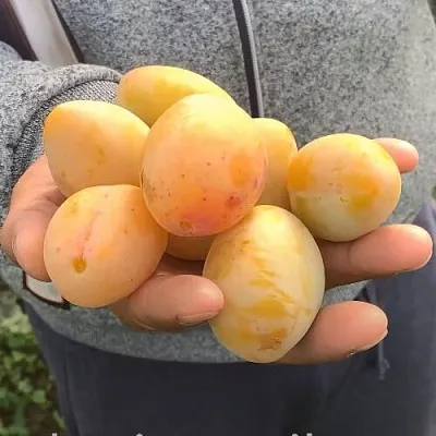 Слива ЯХОНТОВАЯ в Челябинске