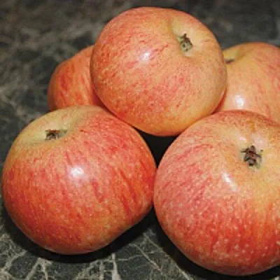 Яблоня КОНФЕТНОЕ  Яблоня КОНФЕТНОЕ в Челябинске