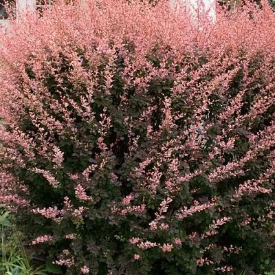 Барбарис РОУЗ ГЛОУ тунберга  Барбарис РОУЗ ГЛОУ тунберга в Челябинске