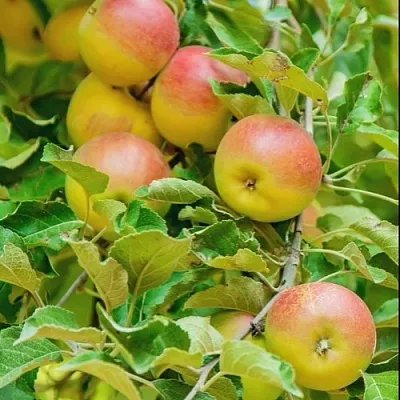 Яблоня ПАМЯТЬ БЛЫНСКОГО колонновидная в Челябинске