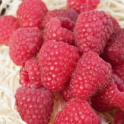 Малина МАРАСТАР  Малина МАРАСТАР в Челябинске