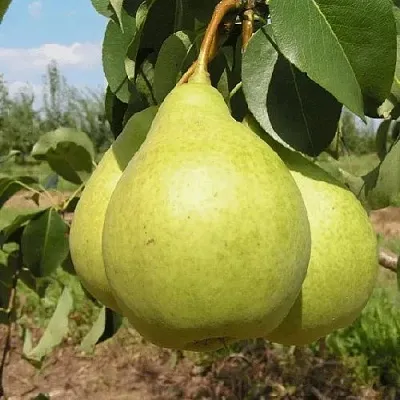Груша МЕДОВАЯ колонновидная  Груша Медовая Колонновидная в Челябинске