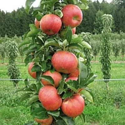 Яблоня ЯНТАРНОЕ ОЖЕРЕЛЬЕ колонновидная в Челябинске
