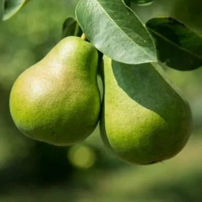 Груша Г-1 колонновидная  Груша Г-1 колонновидная в Челябинске