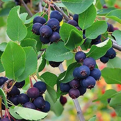 Ирга THIESSEN в Челябинске