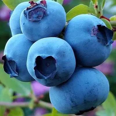 Голубика  Голубика в Челябинске