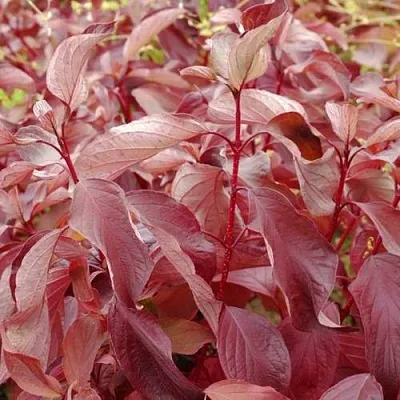 Дерен КРАСНЫЙ  Дерен КРАСНЫЙ в Челябинске