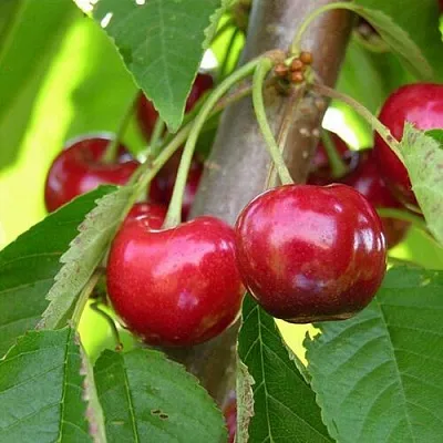 Черешня 15-26-5 в Челябинске