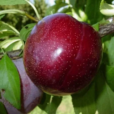 ШАРАФУГА  ШАРАФУГА в Челябинске