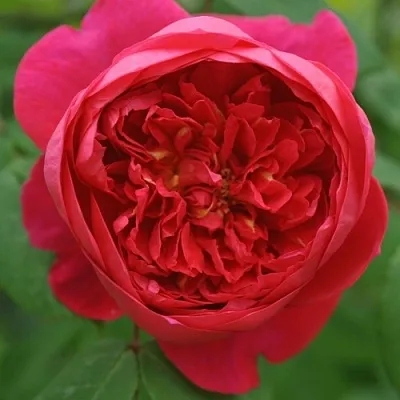 Саженцы роз БЕНДЖАМИН БРИТТЕН шраб  Саженцы роз БЕНДЖАМИН БРИТТЕН шраб в Челябинске