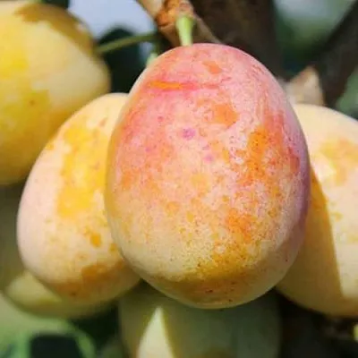 АПРИМИРА  АПРИМИРА в Челябинске