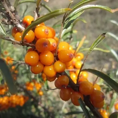 Облепиха СУДАРУШКА  Облепиха СУДАРУШКА в Челябинске