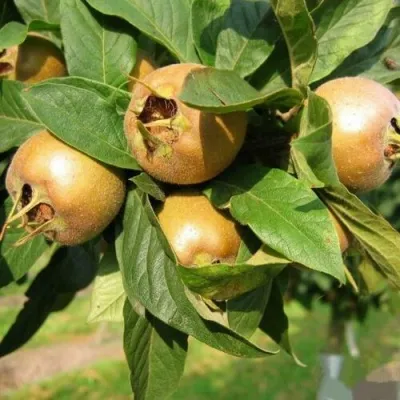 МУШМУЛА  — описание сорта МУШМУЛА  в Челябинске