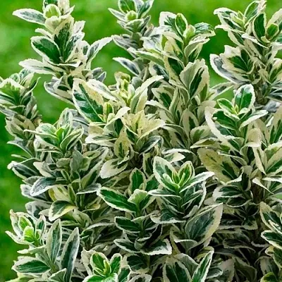 Бересклет в Челябинске