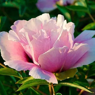 Пион ВРАТА ХРАМА древовидный   Пион ВРАТА ХРАМА древовидный  в Челябинске