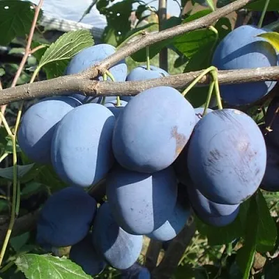 саженцы сливы