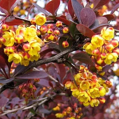 Барбарис СУПЕРБА оттавский   Барбарис СУПЕРБА оттавский  в Челябинске