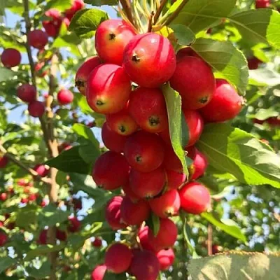 Яблоня КИТАЙКА ДОЛГО декоративная  Яблоня КИТАЙКА ДОЛГО декоративная в Челябинске