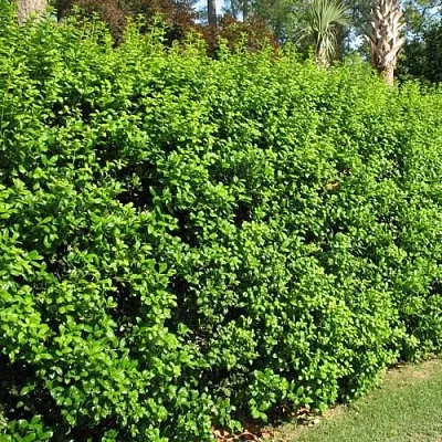 Живая изгородь  Живая изгородь в Челябинске