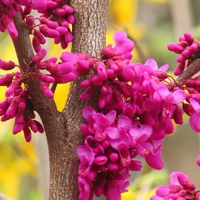 Церцис в Челябинске